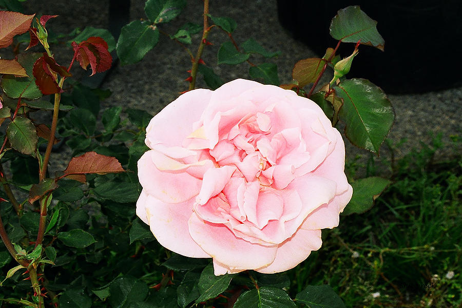 Pink Rose On Bush Photograph