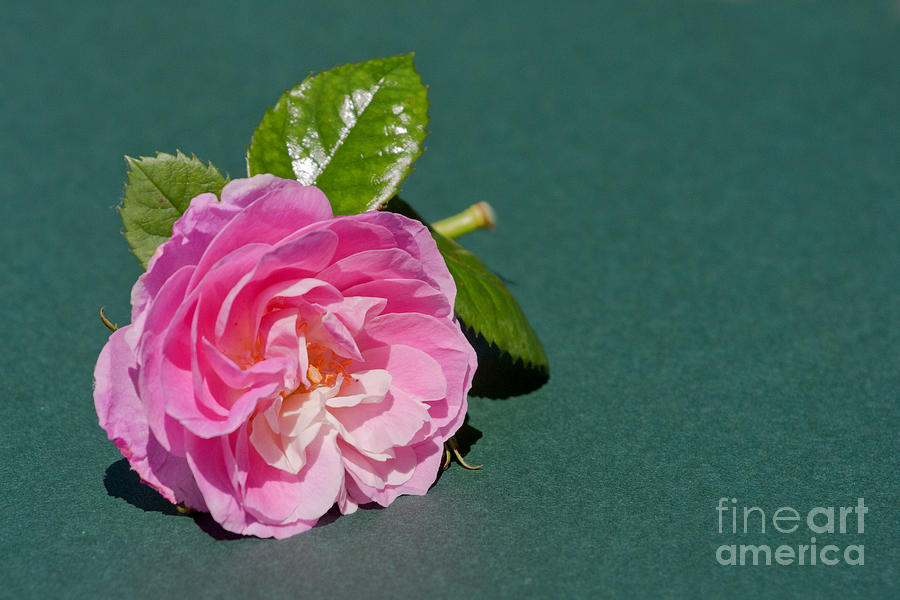 Pink Rose on Green Photograph by Terri Waters