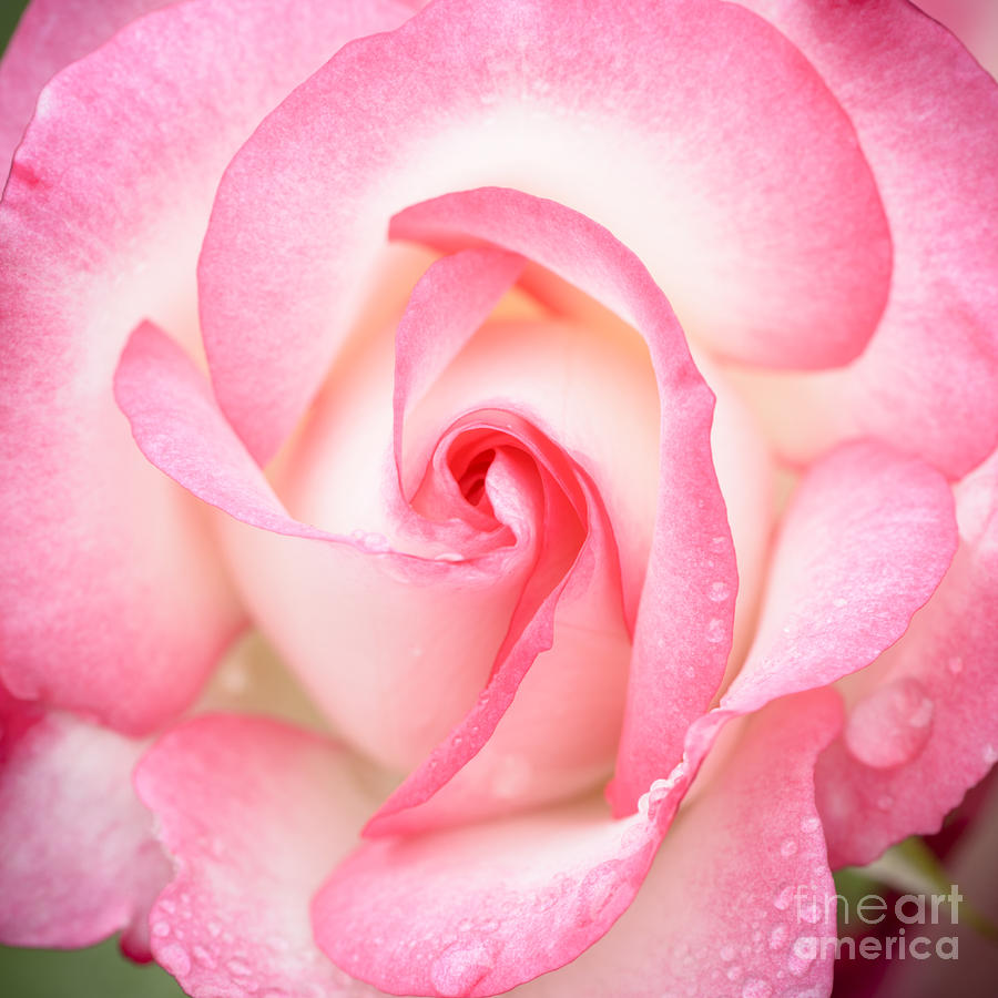 Pink Rose Photograph by Oscar Gutierrez
