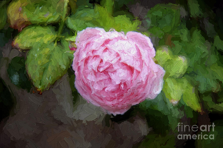 Pink Rose Painterly Photograph by Andee Design
