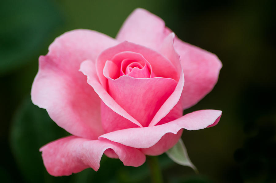Pink Rose Photograph by Parker Cunningham