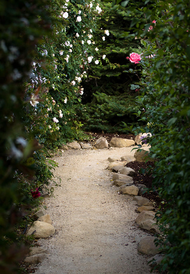 Flower Photograph - Pink Rose Path by John Daly