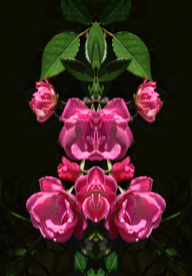 Pink Rose Pattern Design Digital Art by Linda Phelps