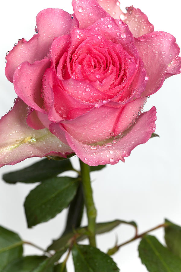 Flower Photograph - Pink Rose  by Paul Lilley