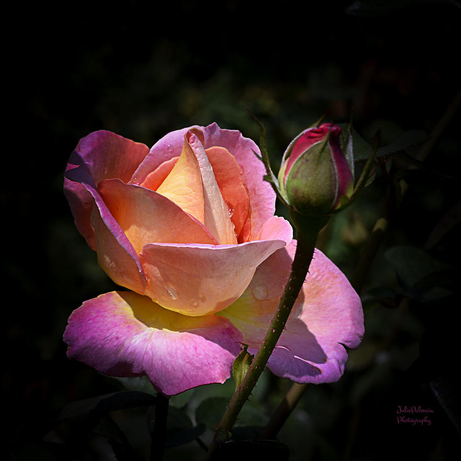 Pink Rose Petals and Drops Photograph by Julie Palencia