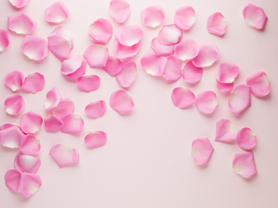 Pink rose petals Photograph by Martin Barraud