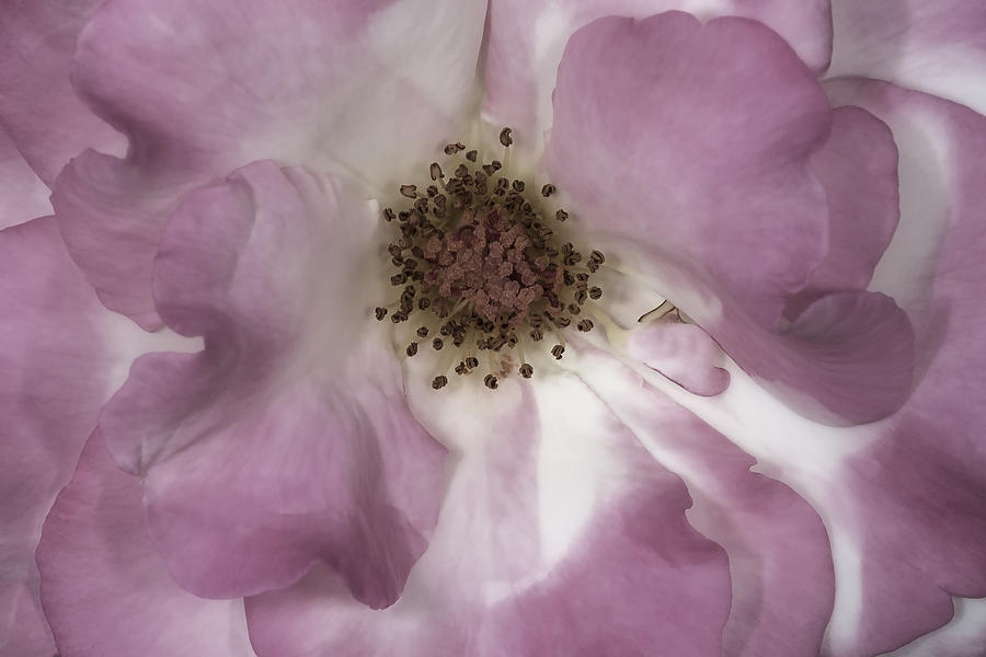 Pink Rose Petals Photograph by Susan Candelario