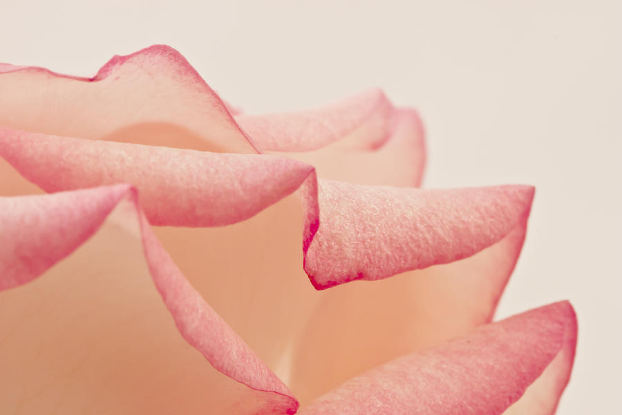 Rose Photograph - Pink Rose Petals Up Close by Sandra Foster