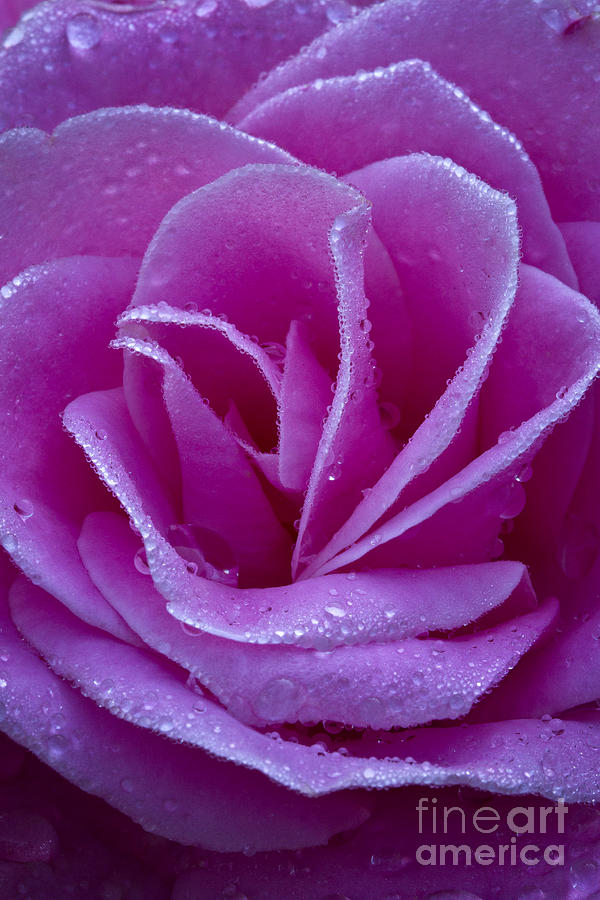 Pink Rose Petals with Dew Drops Photograph by Carrie Cranwill