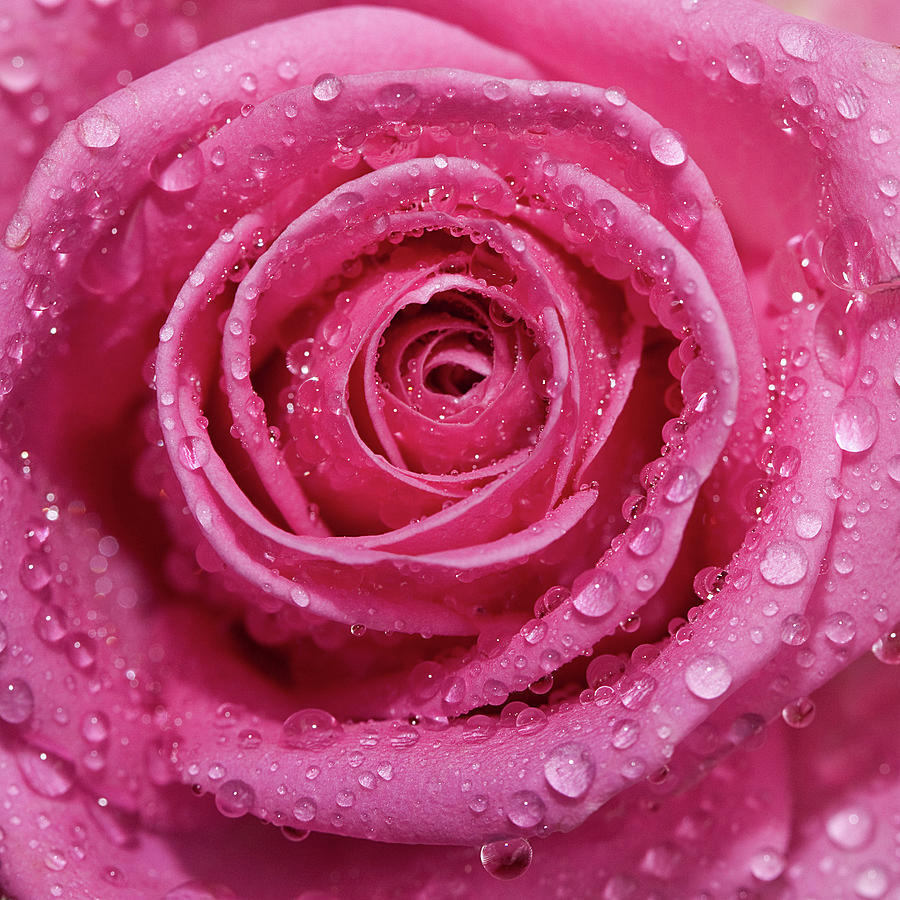 Pink Rose Petals With Raindrops by Kim Haddon Photography