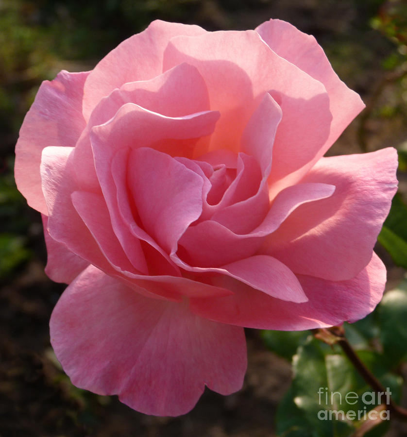 Garden Photograph - Pink Rose by Phil Banks
