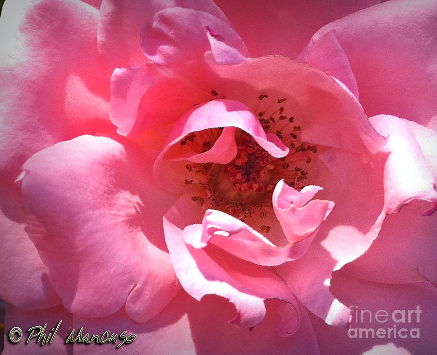 Pink Rose Photograph by Phil Mancuso