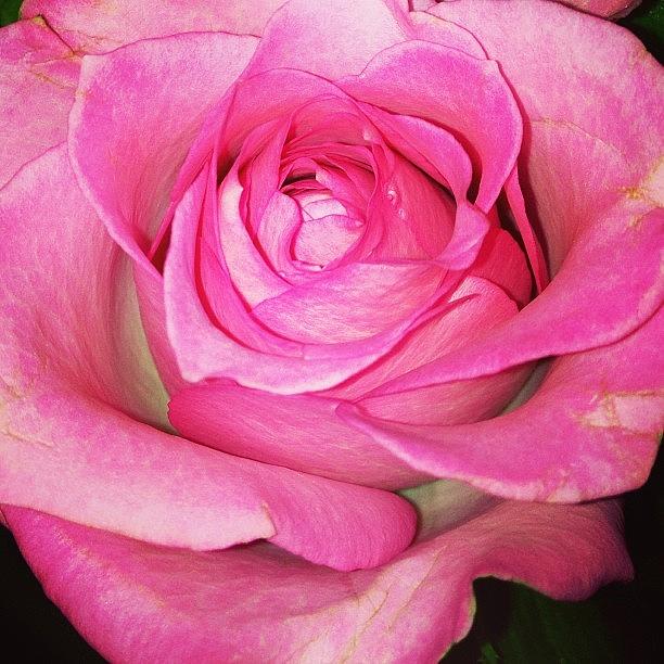 Nature Photograph - #pink #rose #pinkrose #nature by Amber Campanaro