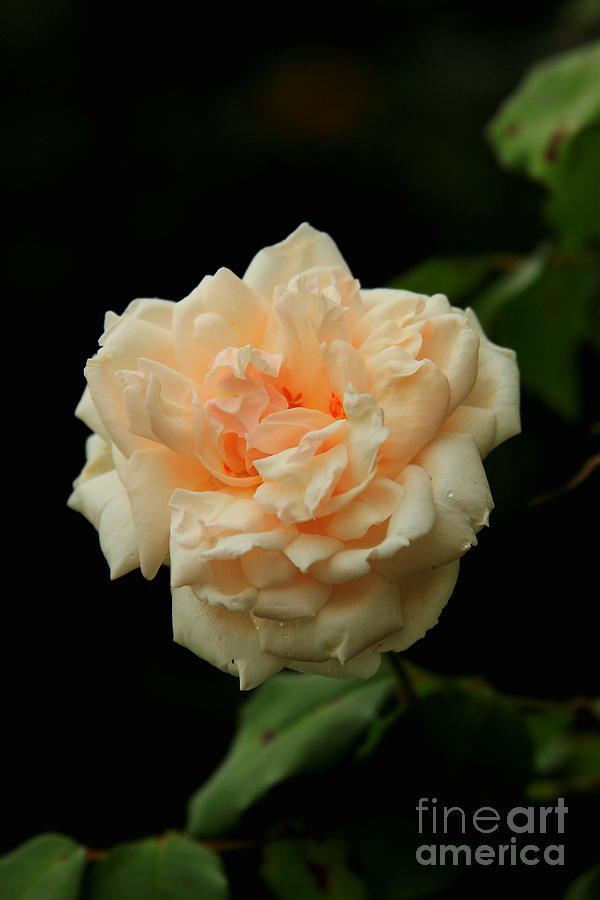 Peach Rose 2 Photograph by Reid Callaway