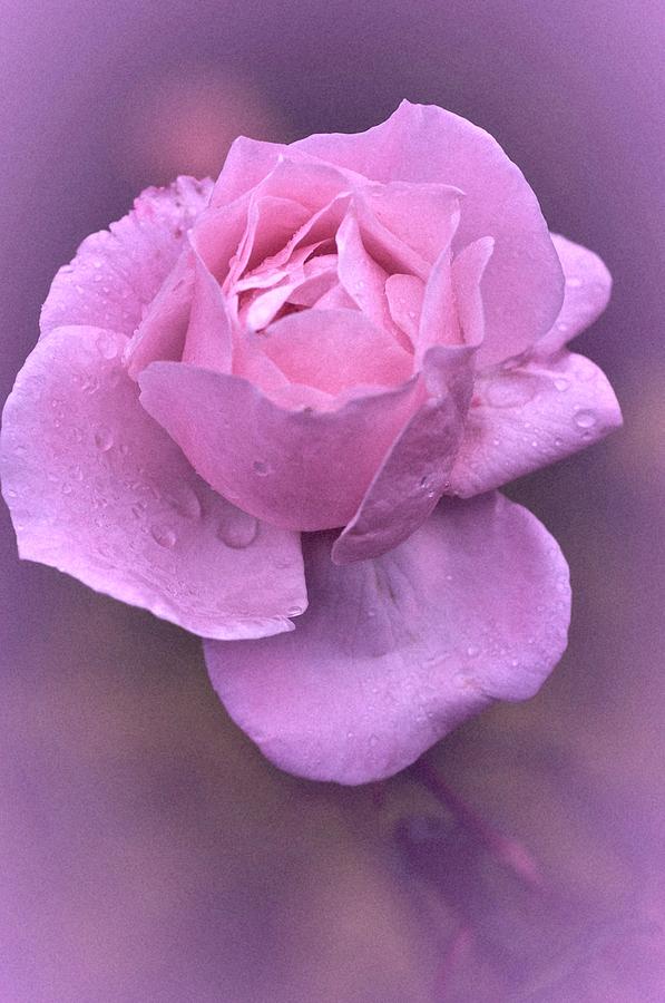 Pink Rose Photograph by Richard Cummings