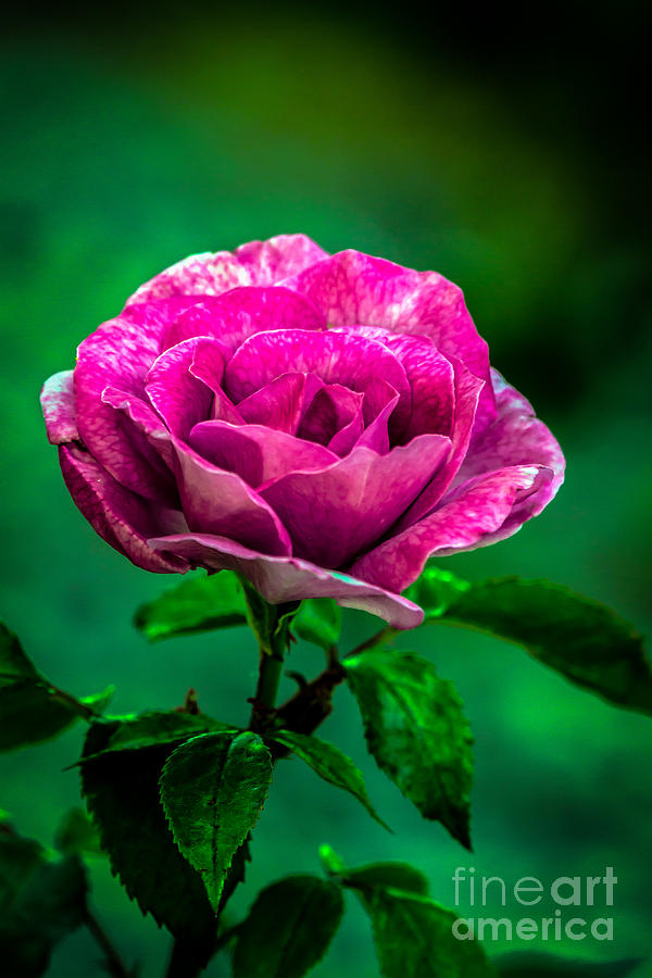 Pink Rose Photograph by Robert Bales