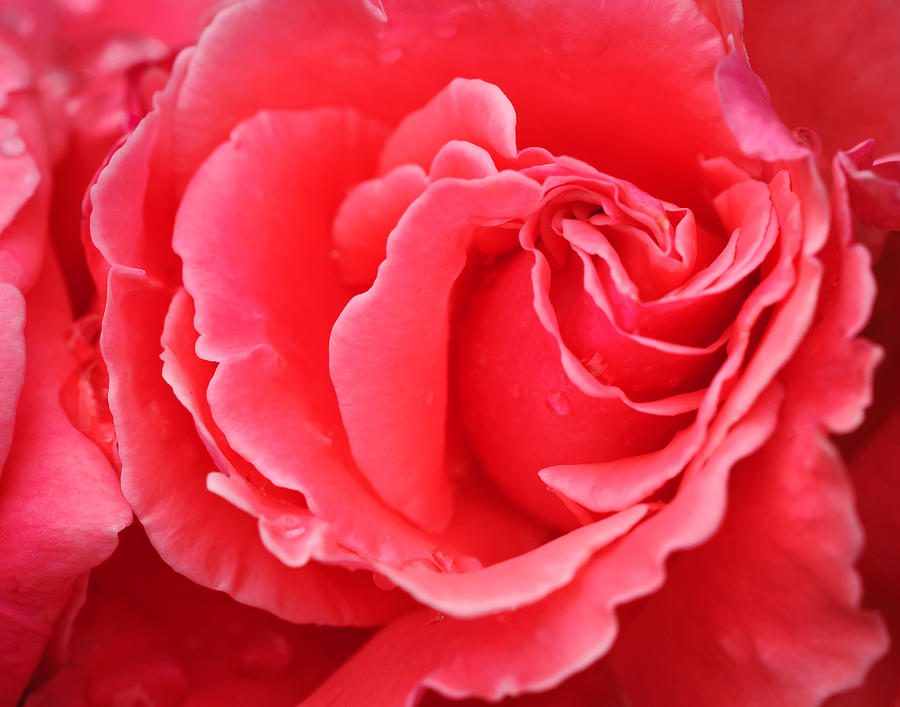 Pink Rose Photograph by Roberta Kayne