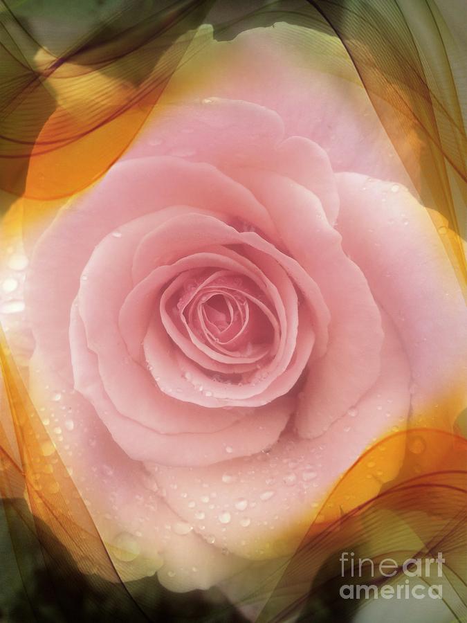 Pink Rose Romance  Photograph by Susan Garren