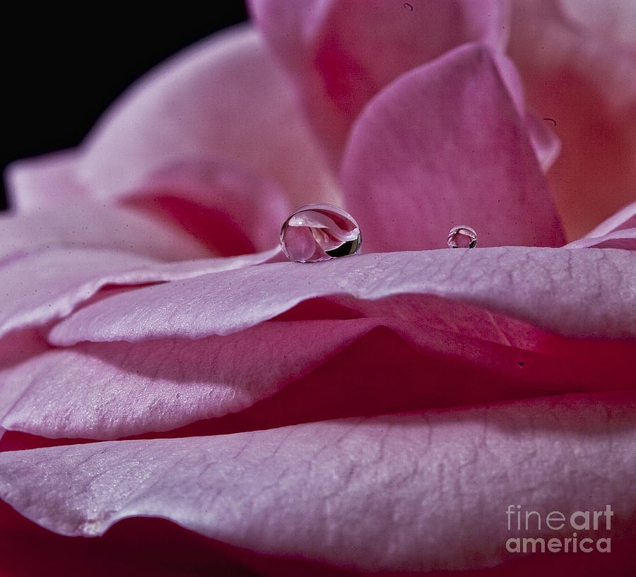 Pink Rose Photograph by Shirley Mangini