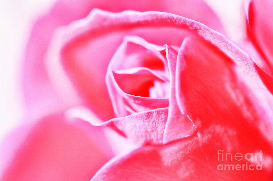 Spring Photograph - Pink Rose by Sabine Jacobs