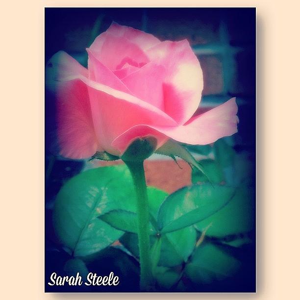 Pink Rose Photograph by Sarah Steele