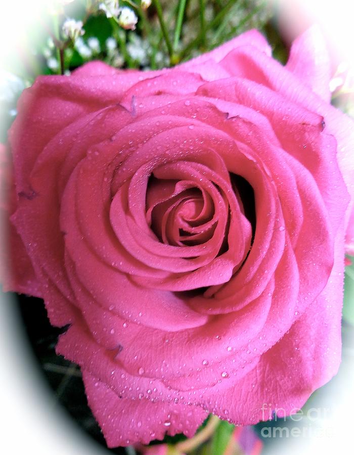 Pink Rose Photograph by Saundra Myles
