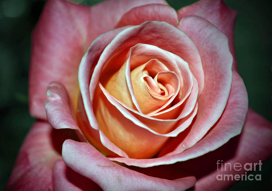 Pink Rose Photograph by Savannah Gibbs