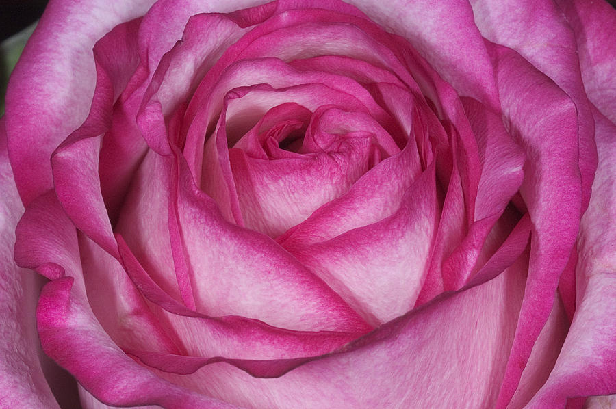 Pink Rose Photograph by Scott Camazine