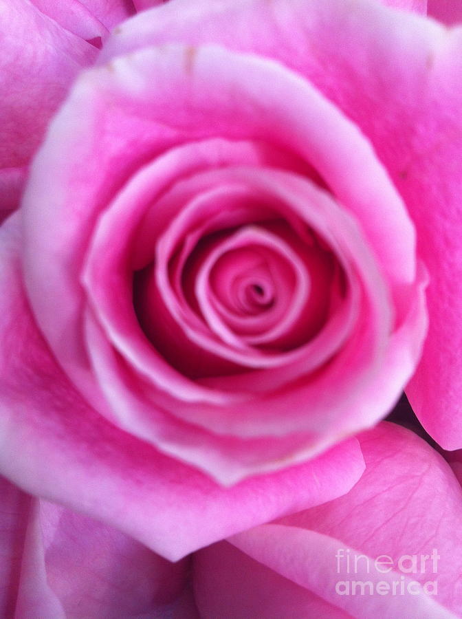 Pink Rose Photograph by Sean Conklin