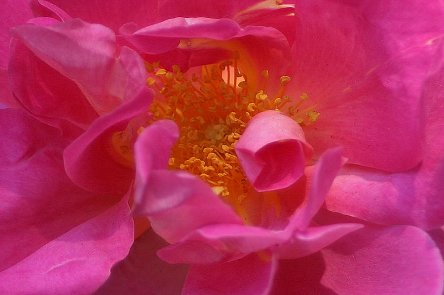 Pink Rose Series 111 Photograph by Jim Baker