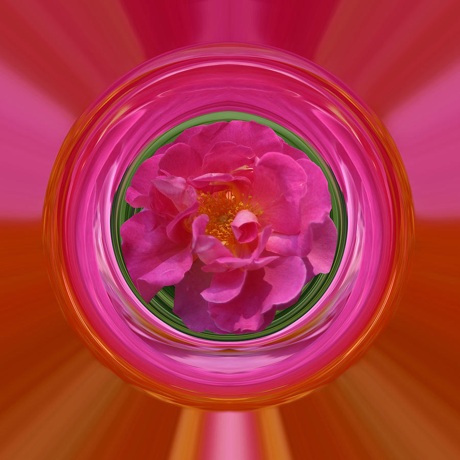 Pink Rose Series 113 Photograph by Jim Baker