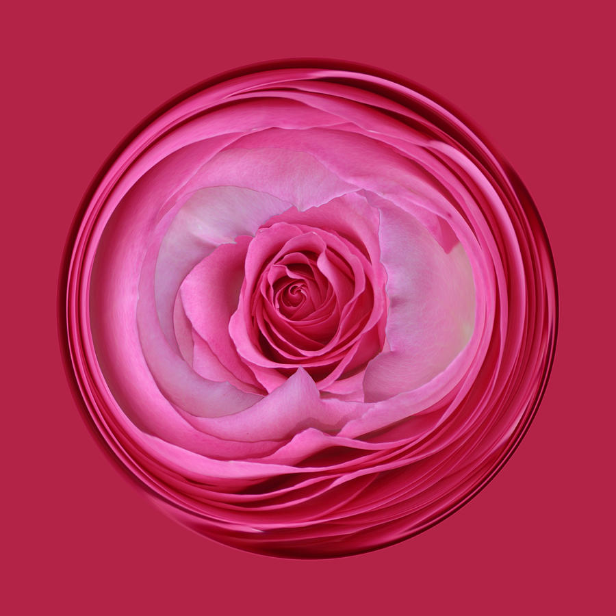 Pink Rose Series 115 Photograph by Jim Baker