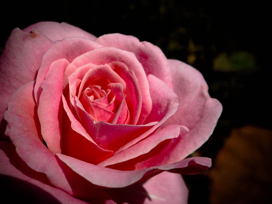 Pink Rose Photograph by Stacy Michelle Smith
