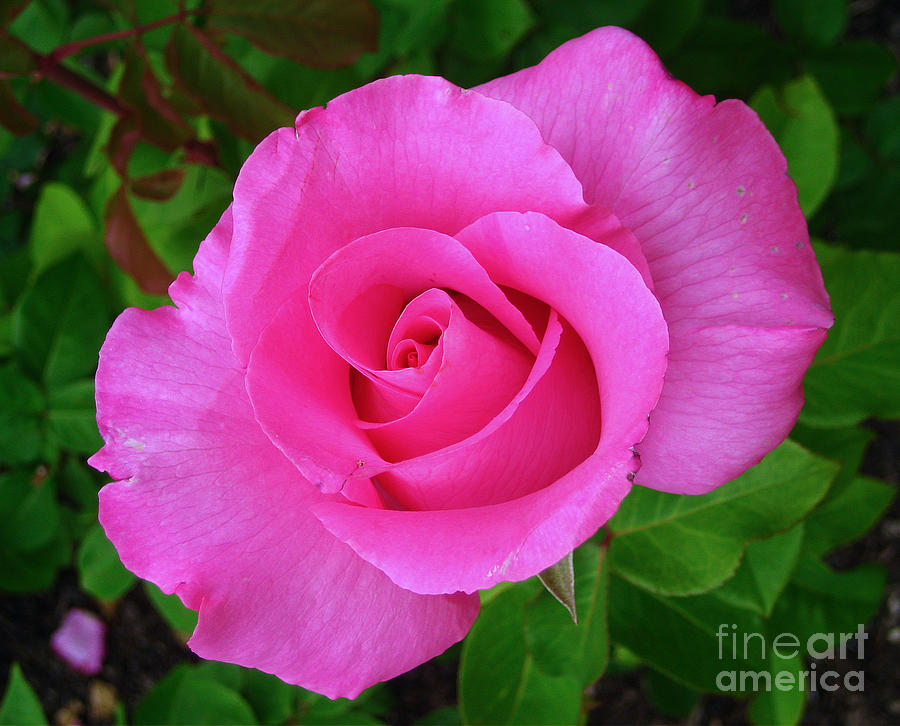 Pink Rose Photograph by Steven Baier | Fine Art America