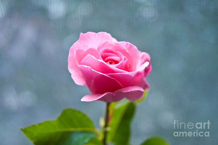 Nature Photograph - Pink Rose by Steven Dunn