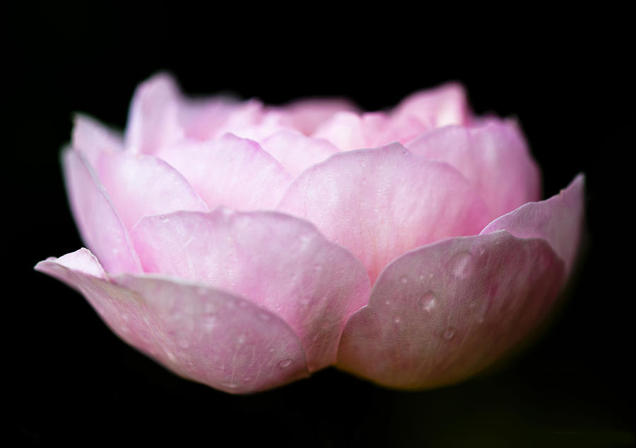 Pink Rose Photograph by Steven Poulton