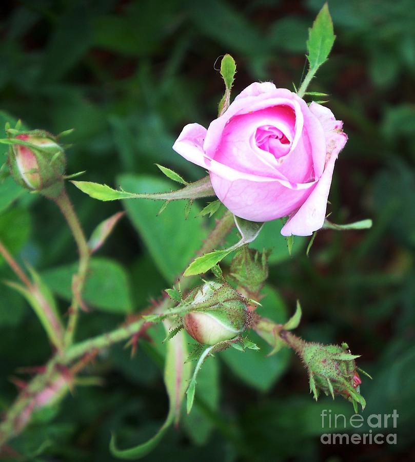 Flower Photograph - Pink Rose by Steven Valkenberg