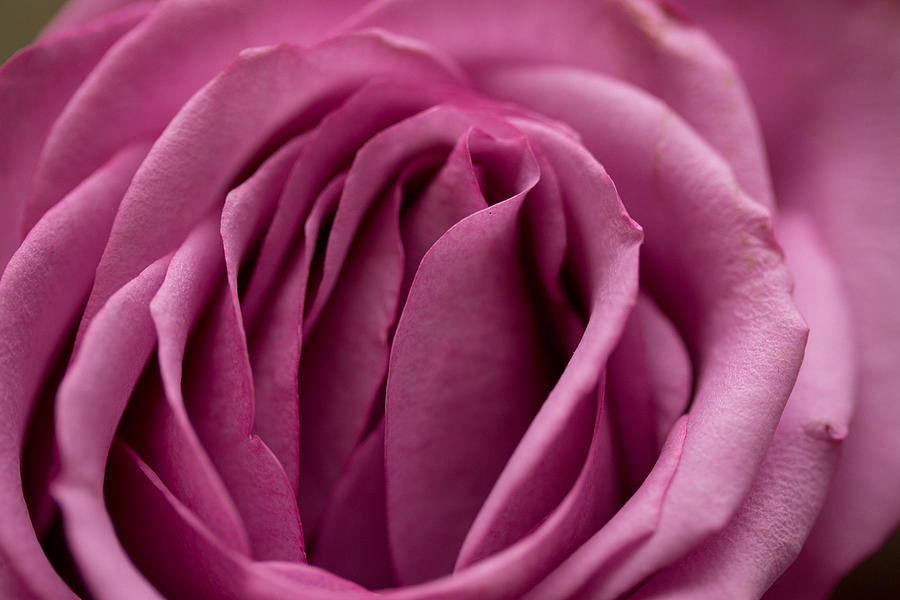 Pink rose Photograph by Susan Jensen