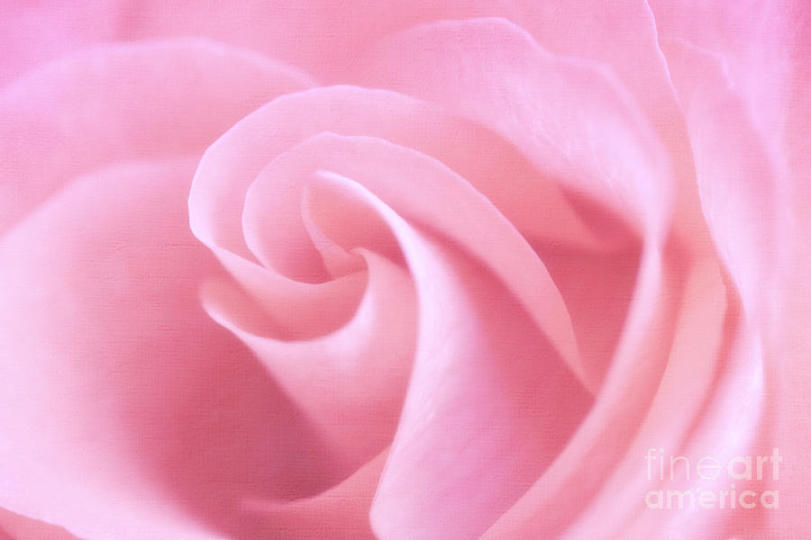 Pink Rose Swirls Photograph
