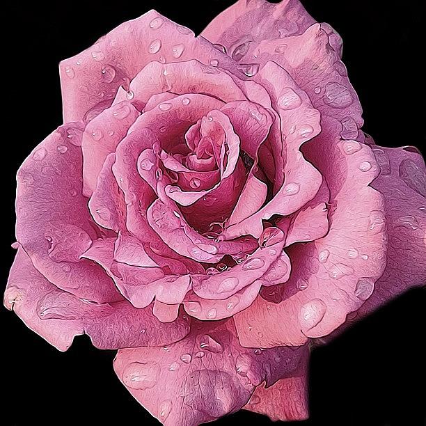 Pink Rose #tangledfx  Fiber Swirl Photograph by Rita Frederick