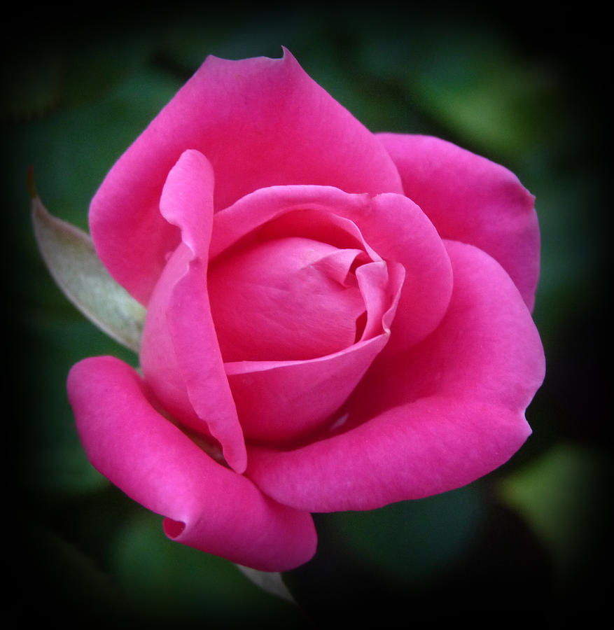 PInk Rose Photograph by Terry Eve Tanner