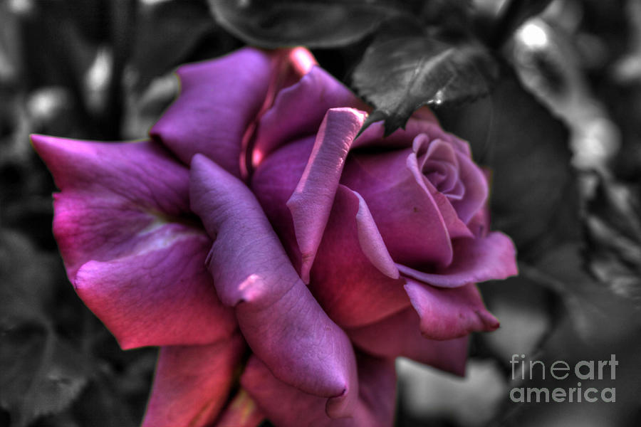 Pink Rose by Tony Baca Pink Rose by Tony Baca
