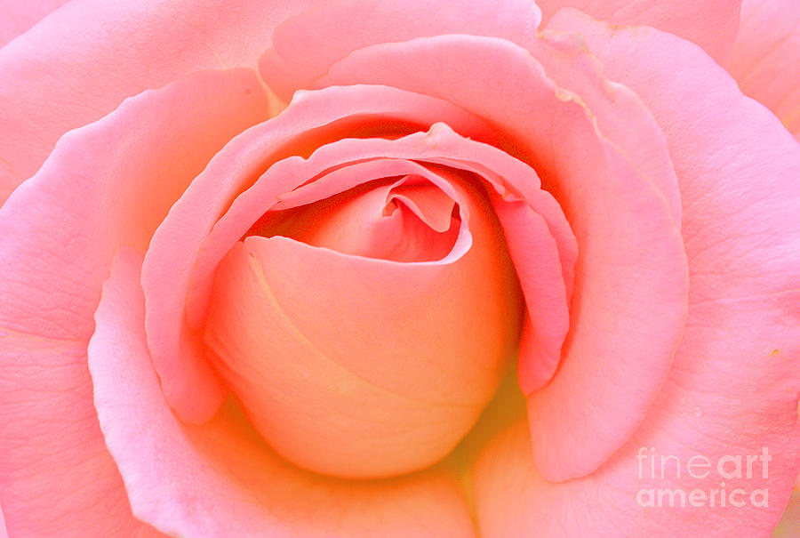 Pink Rose Unfurling Photograph