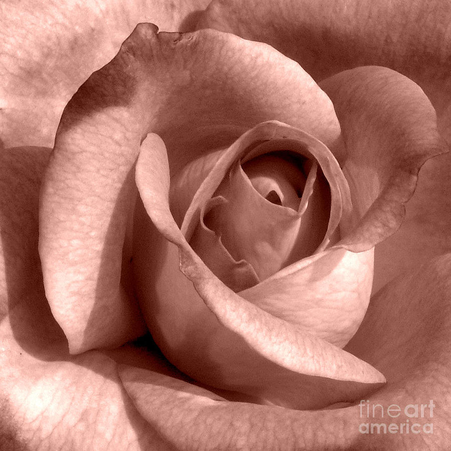 Pink Rose Photograph by Valerie Reeves