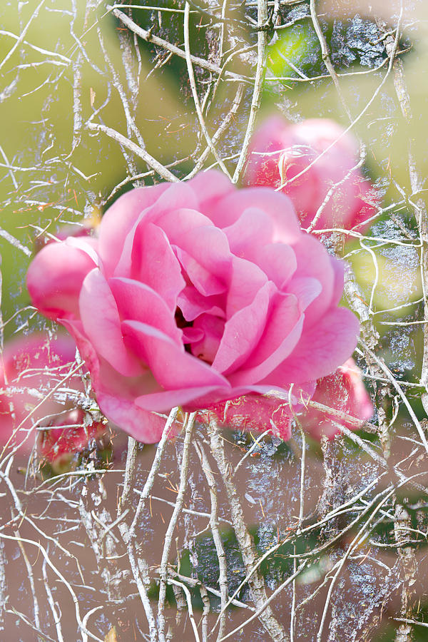 Pink Rose - Vine Texture - Garden Photograph by Marie Jamieson