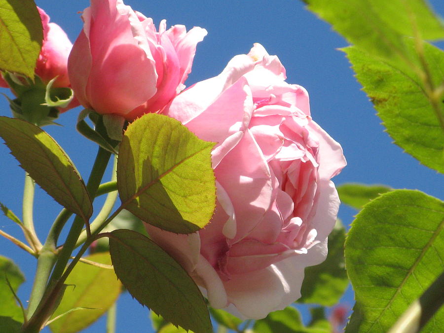Pink Rose With Blue Sky Photograph by Alfred Ng