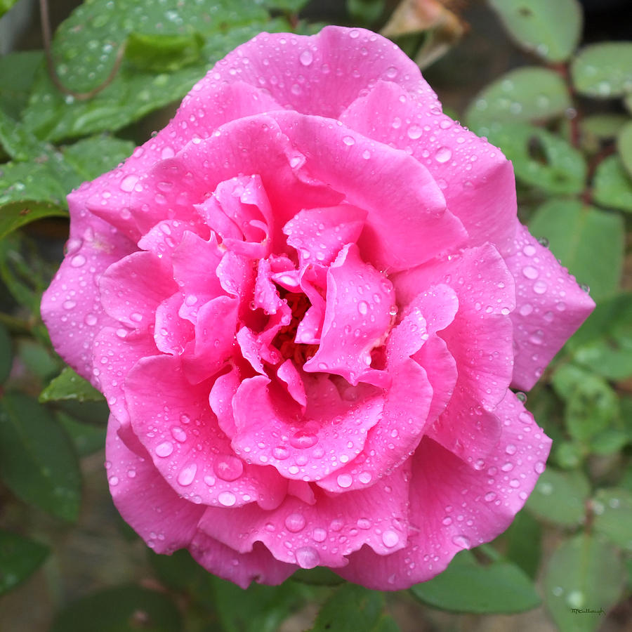 Pink Rose with Rain Drops Photograph by Duane McCullough