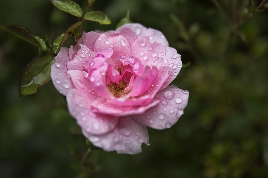 Pink Rose with Raindrops Photograph by Belinda Greb