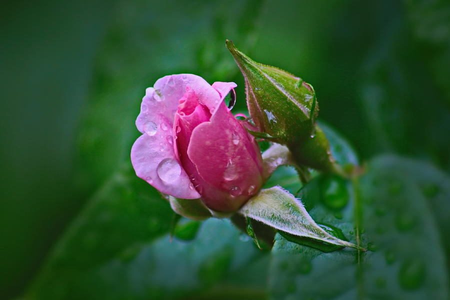 Pink Rosebud Photograph By Alex Viefhaus Fine Art America