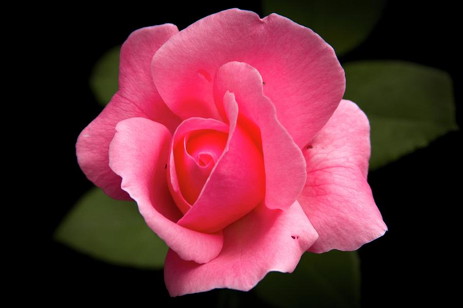 29 Capodimonte Porcelain Long Stem Pink Rosebud: Love Is A Rose